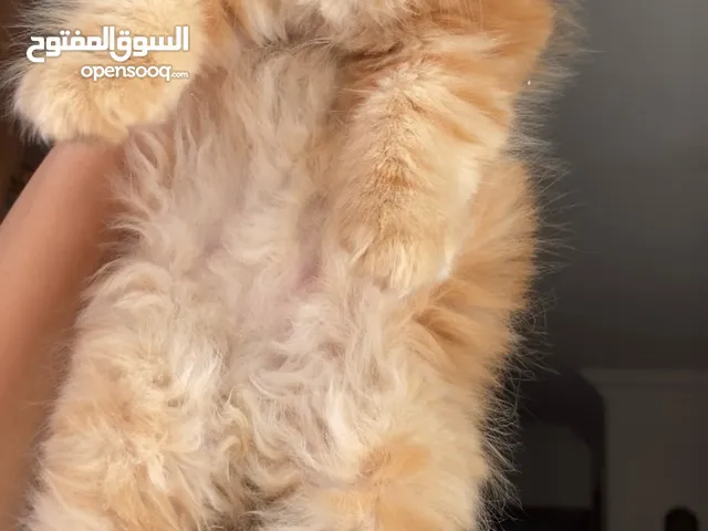 قطه هاف بيكي بيور شعر كثيف جدا اطراف قصيره اذن متباعده