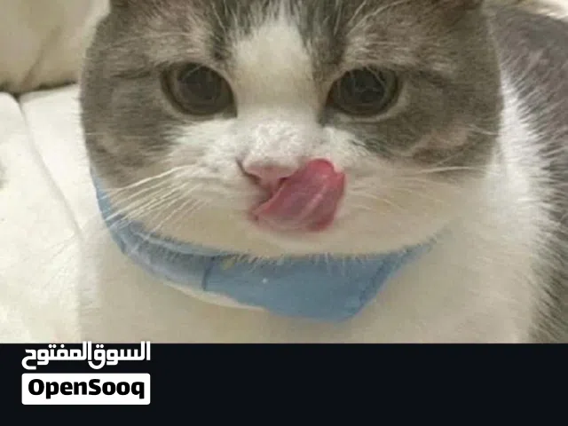 متوفر اغراض قطط جديده غير مستعمله بسعر مناسب.