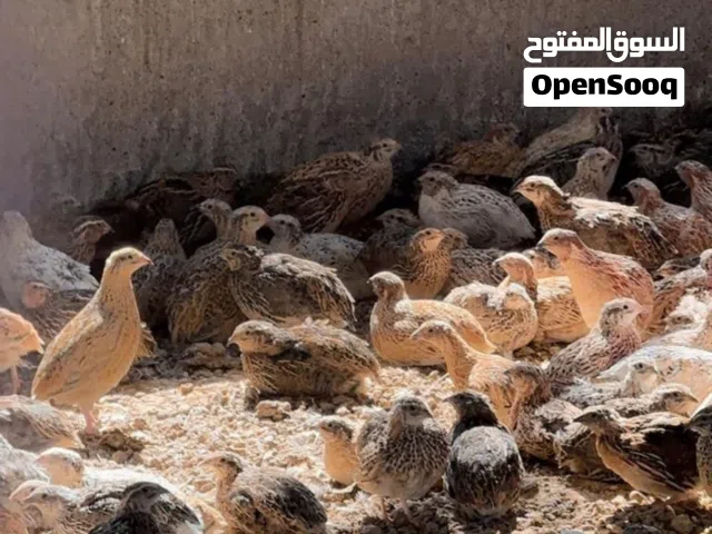 البيع سمان عمرهم شهر