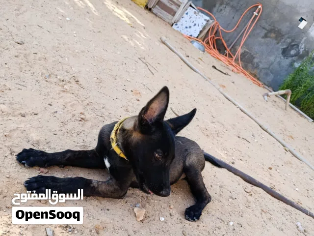 جروه مالينوا عمرها 3شهور