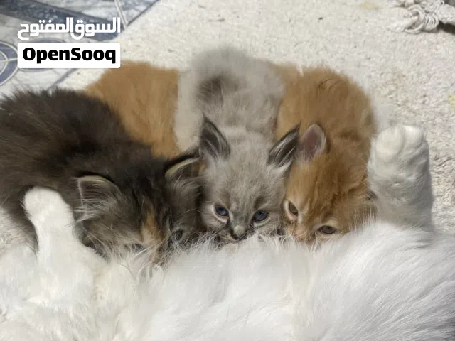 شيرازي انثي عمر 45 يوم