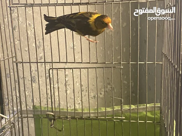 عصفور للبيع بصلاة على النبي حسون بندوق