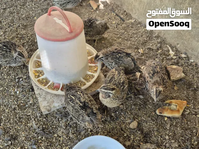 سمان فري بياض