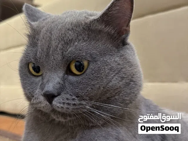 قط ذكر سكوتش مفقود