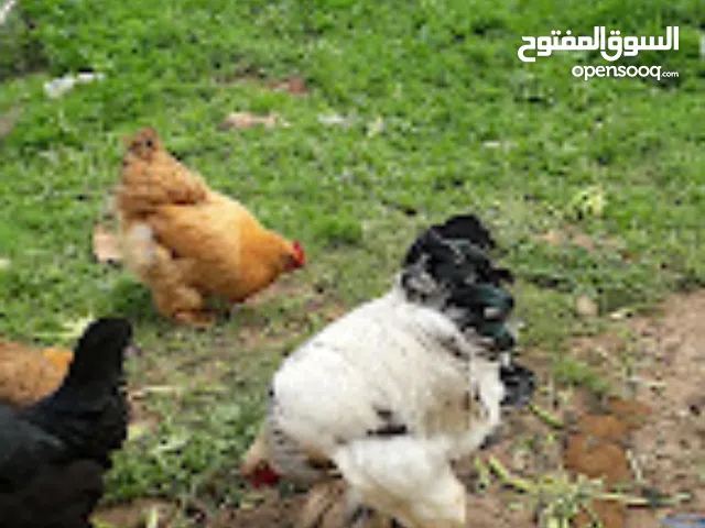 دجاج براهما للبيع   في مجدل سلم