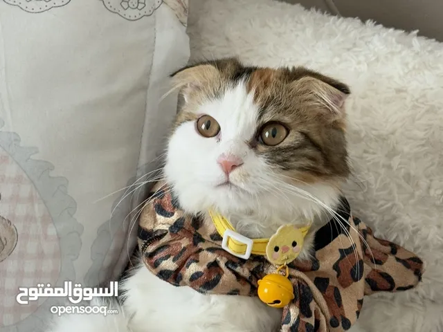 قطة شيرازي سكوتش فولد مكس