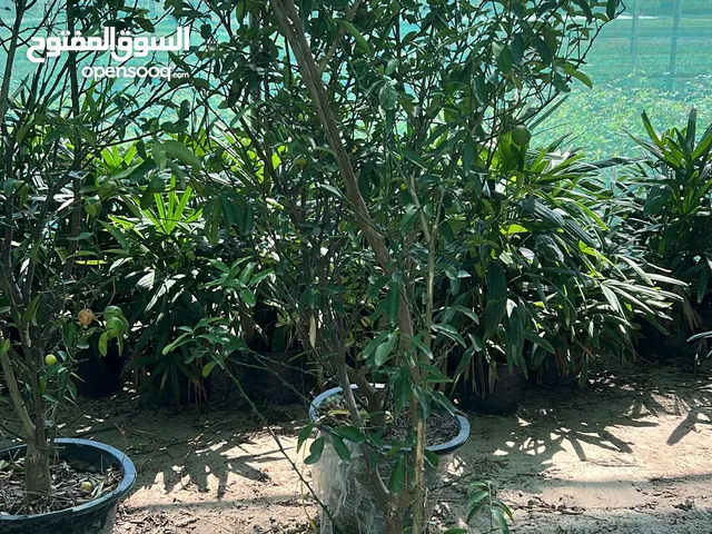 جميع الأشجار المثمرة