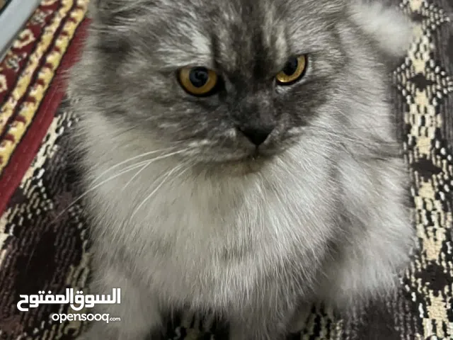 قططه شيرازي عمر سنه