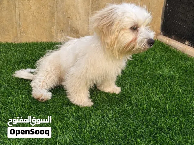 مالتيزر أصلي للبيع  4 أشهر  مطعّم ومعه جواز سفر
