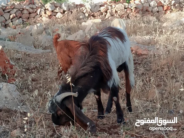 فحل ثلاث حبات كل جال كفاله لحم وهداد في وزن قائم فوق 50