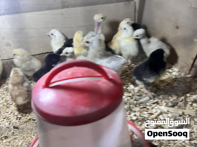 كتاكيت عرب حلال مال بيت تابع الوصف