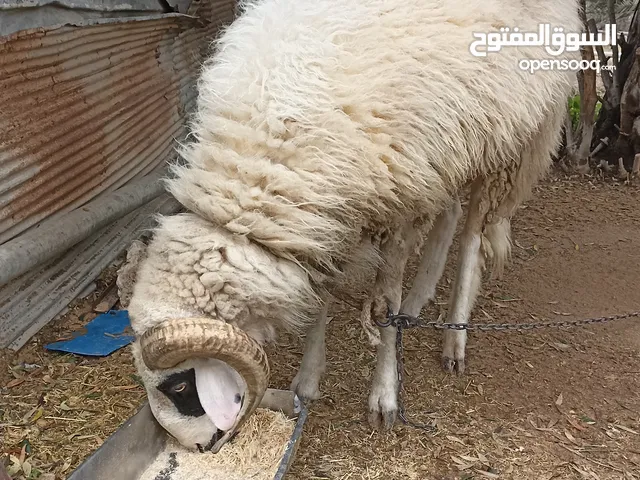 كبش وطنى للبيع