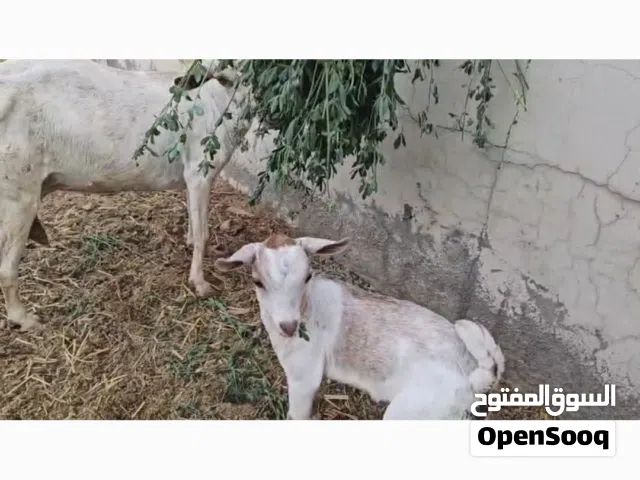 بيع شاه صلاليه مع ولدها
