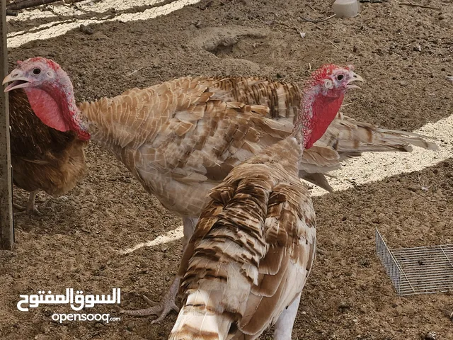 للبيع فروخ رومي
