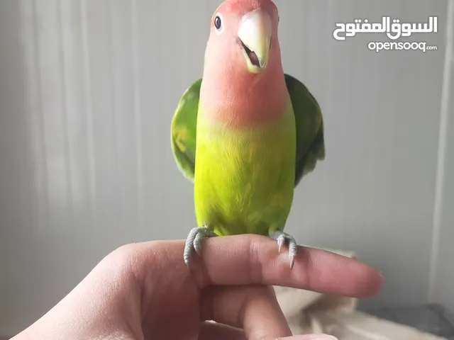 نثيه روز اليفه للبيع