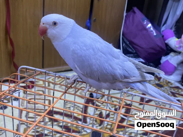 ببغاء الدرة