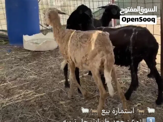 جعد  طيبات