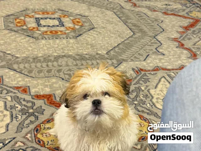 جرو شيتزو للبيع عمر شهرين ونصف ماخد تطعيماته