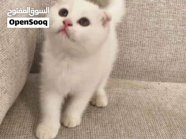 قطط اسكوتش فولد