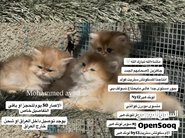 سكوتش ستريت كولد