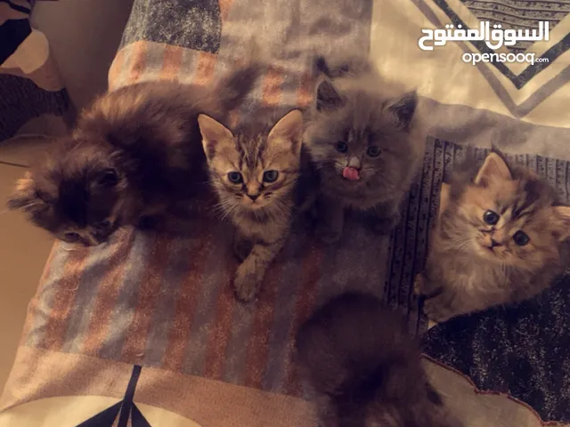 قطاو للتبني .