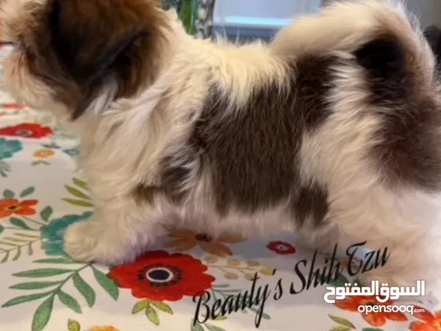 مطلوب كلب شيتزو ابيض مع بني انثى عمرها شهرين