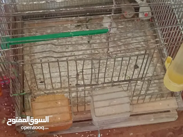 مجموعه عصافير بفضل الله طبعا كل جوز مع قفص وكوخو