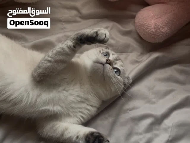 سكوتش فولد بلو بوينت