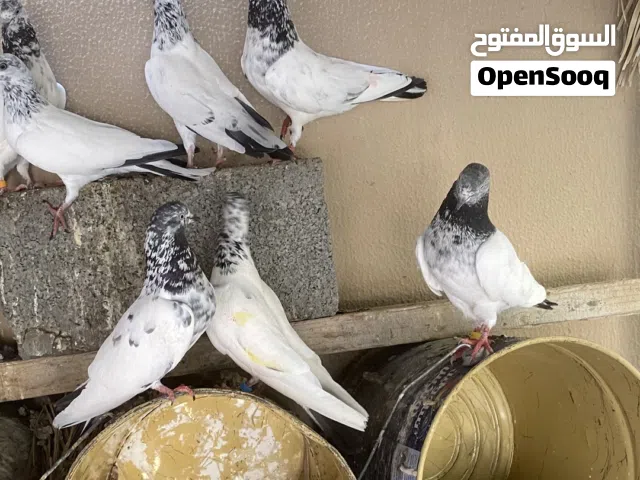 حمام باكستاني العدد 10