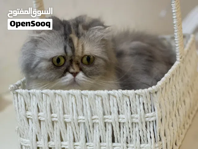 قطط لتبني عدد 3 ثنين نثيه وواحد ذكر