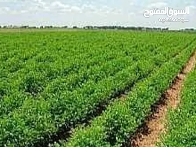 Farm Land for Sale in Fayoum Tamiya