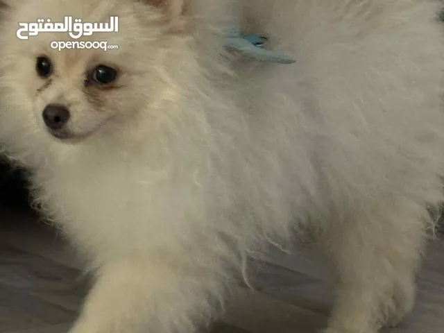 Pomerian dog