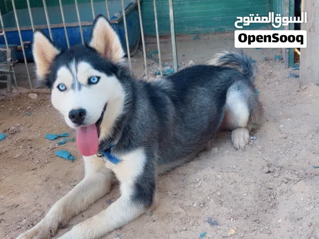 للبيع نثيه هاسكي صارفه جاهزه العمر سنتين ثاني صرفه لها منتجه عيون زرق