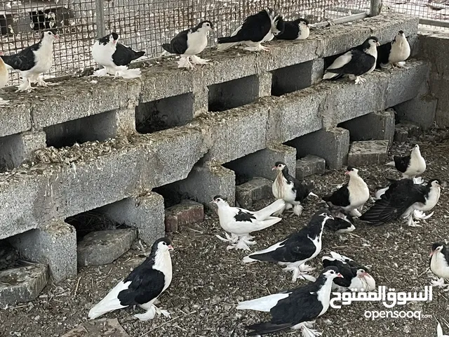 حمام شيرازي حجم طيب
