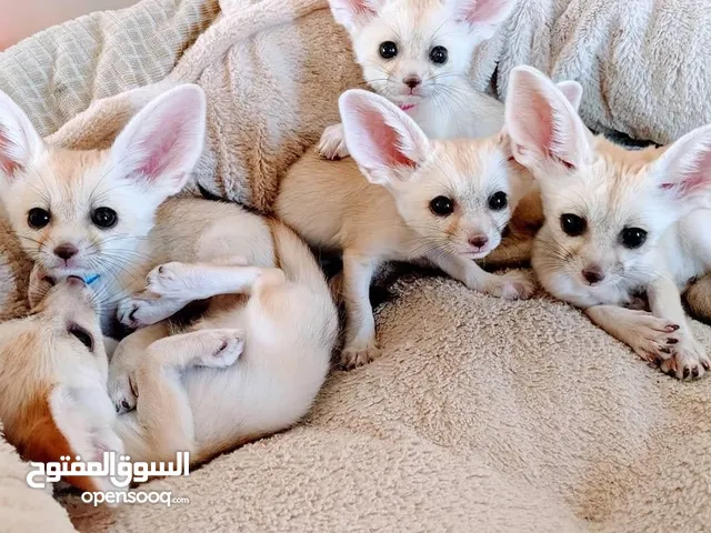Fennec foxes