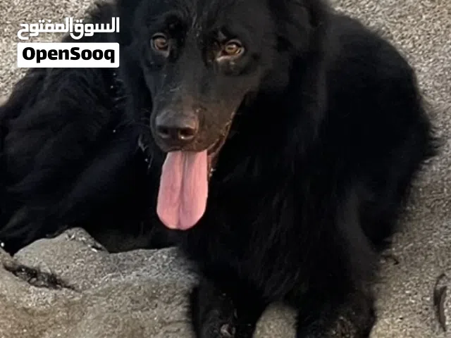 للبيع بلاك جاك