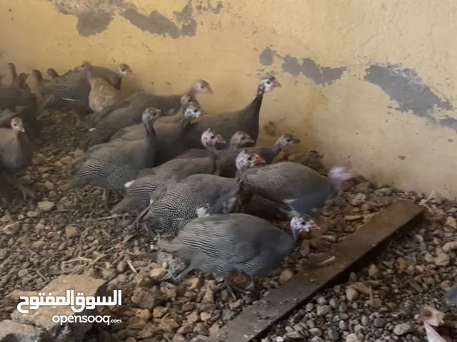 للبيع حبشي إنتاج السنة ما شاء الله الحبة بـ 4 ريال