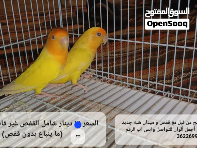 للبيع زوج روز ممتاز ممتاز منتج من قبل مع قفص و ميدان شبه جديد للتواصل واتس اب التفاصيل في الوصف