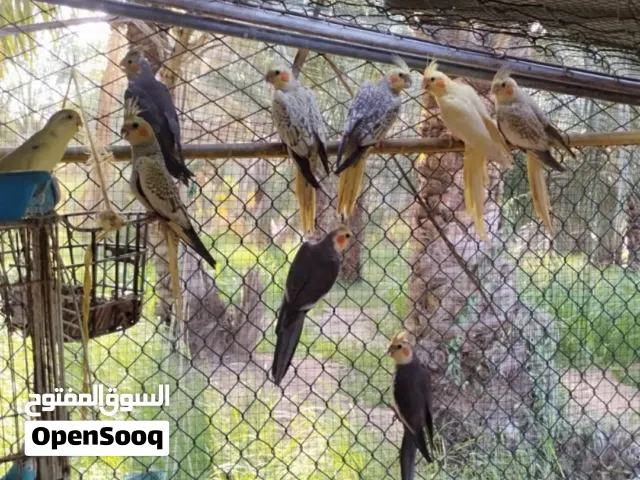كوكتيل فردية