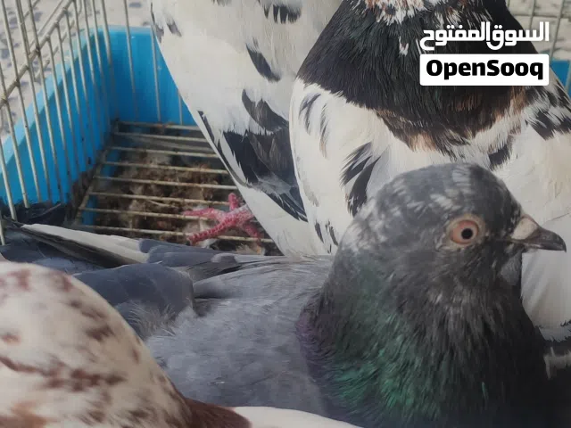 كوبيتين باكستاني للبيع ب 60 الكوبية تبي الكوبيتين مع بعضهم ب 100