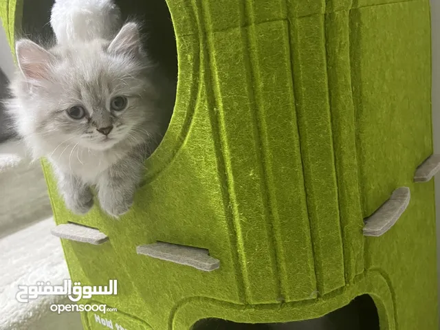 قطط صغيرة سيامي جميله جدا ولعوبه