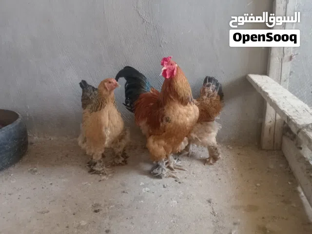 ديك وثلث جاجات براهمي بف بياضات طقم السعر قابل للتفاوض