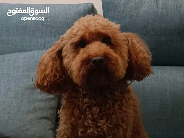 بودل بيور اصلي ذكر  pure toy poodle