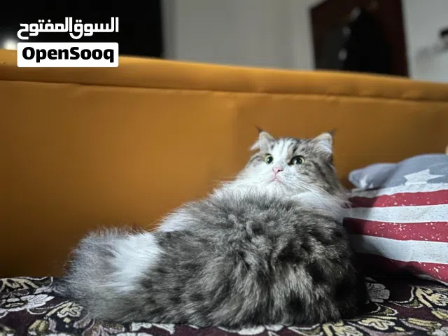 قطة انجورا تركية مميزة
