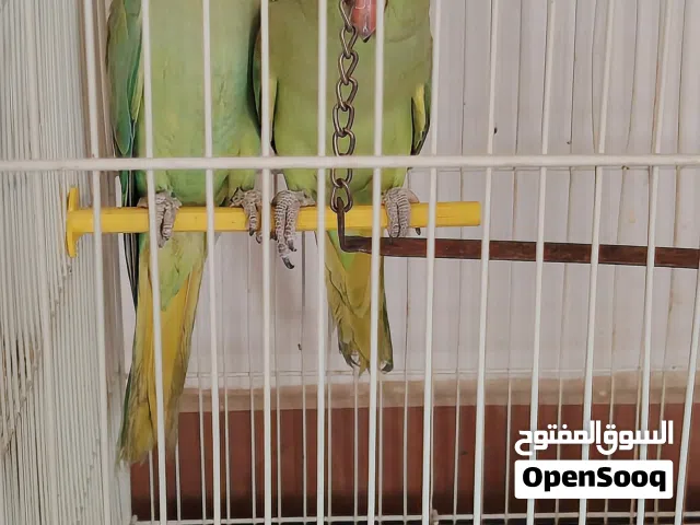 زوج درة غير أليف صحه 100٪