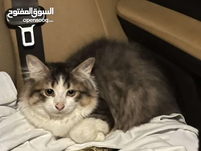للبيع قطه سيبيريه