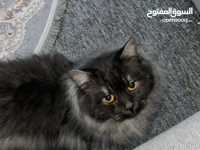 عمره سنة و شهرين  قط هادى ولطيف غير مؤذي  يأتي معه بوكس قط فصيلة سيبيري الروسية