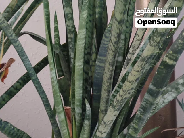 تباتات السنسفيرا