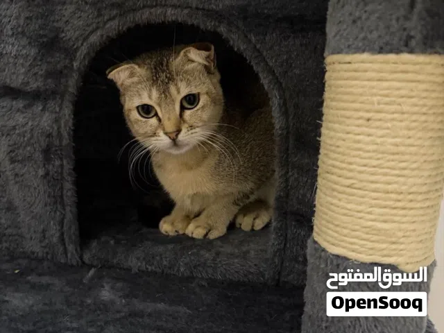 سكوتش انثى