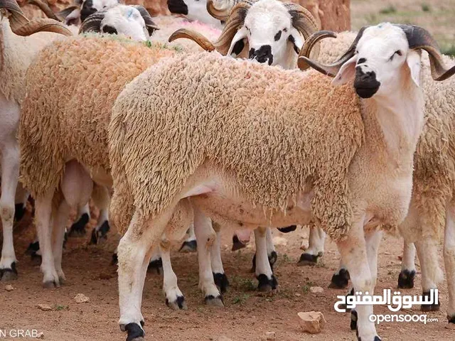 قصاب سوداني ماهر بعد صلاة العيد مباشرة